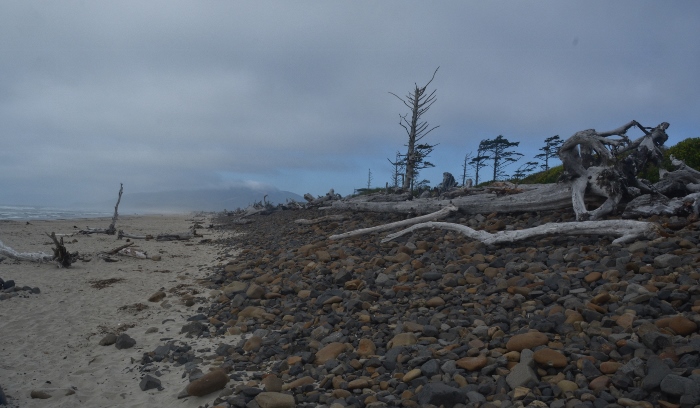 driftwood on Cape Meares Beach